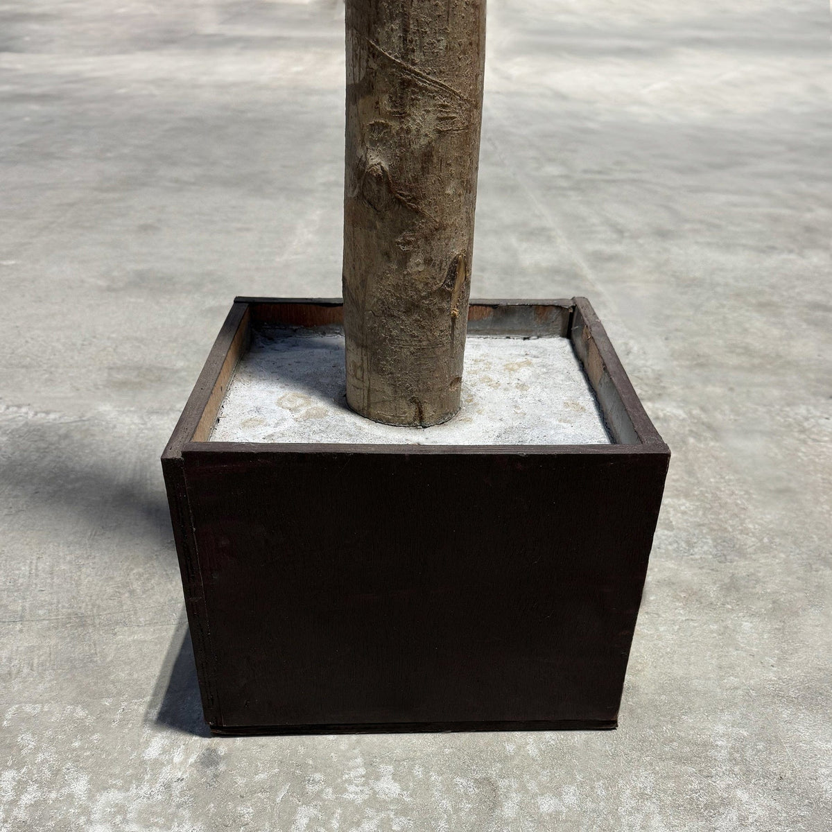 NTT Ficus Exotica 400cm FR-S1.