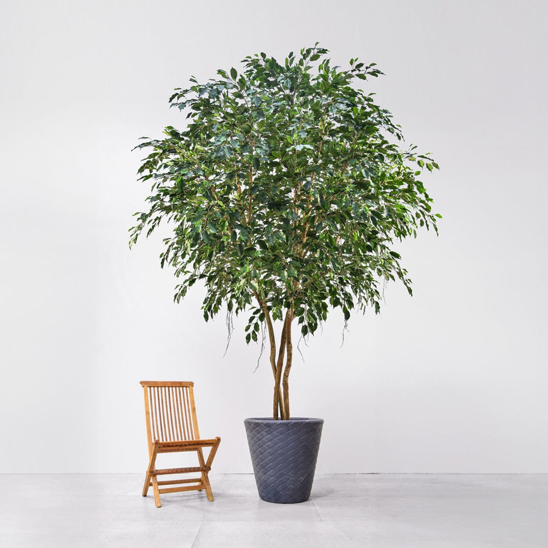 NTT Ficus Exotica KDP 300cm FR-S1.