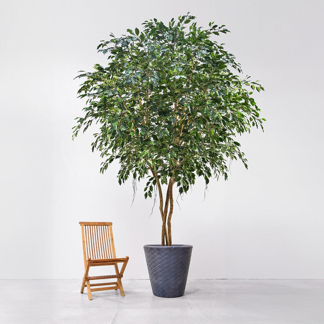 NTT Ficus Exotica KDP 400cm FR-S1.