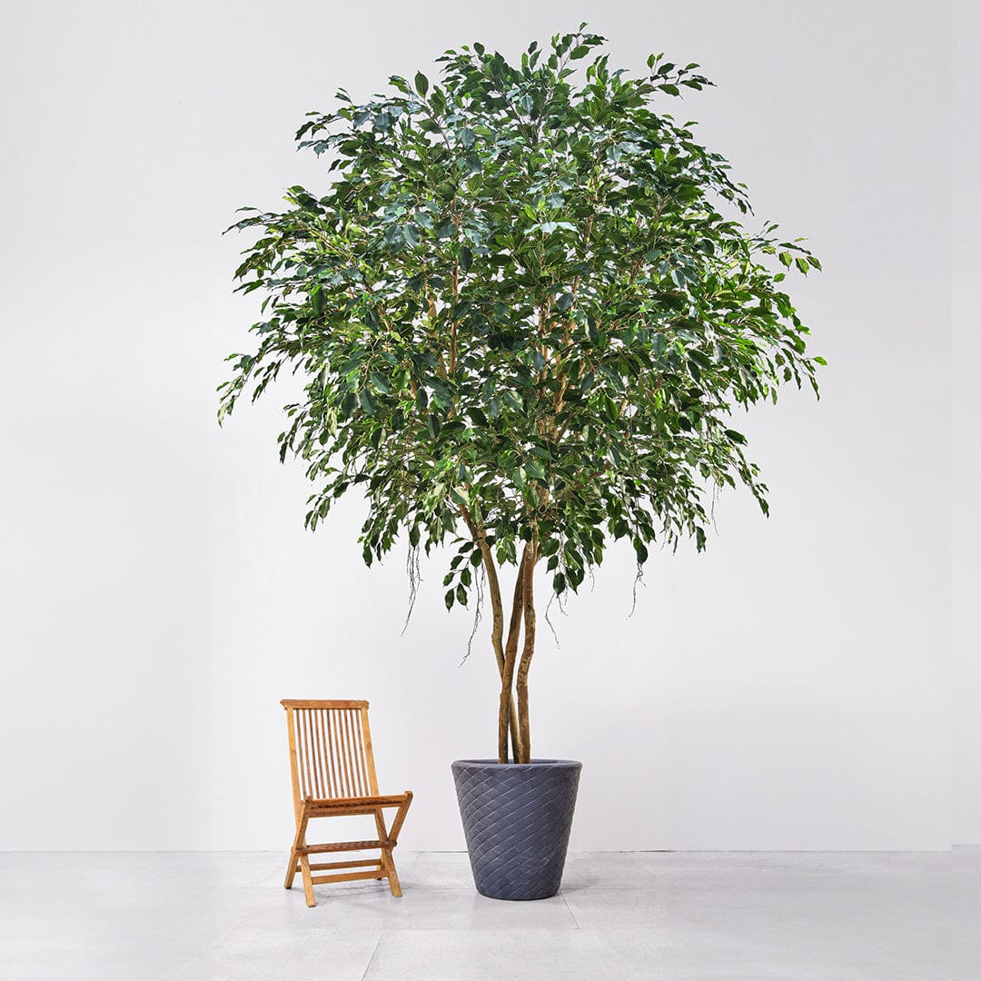 NTT Ficus Exotica KDP 500cm FR-S1.