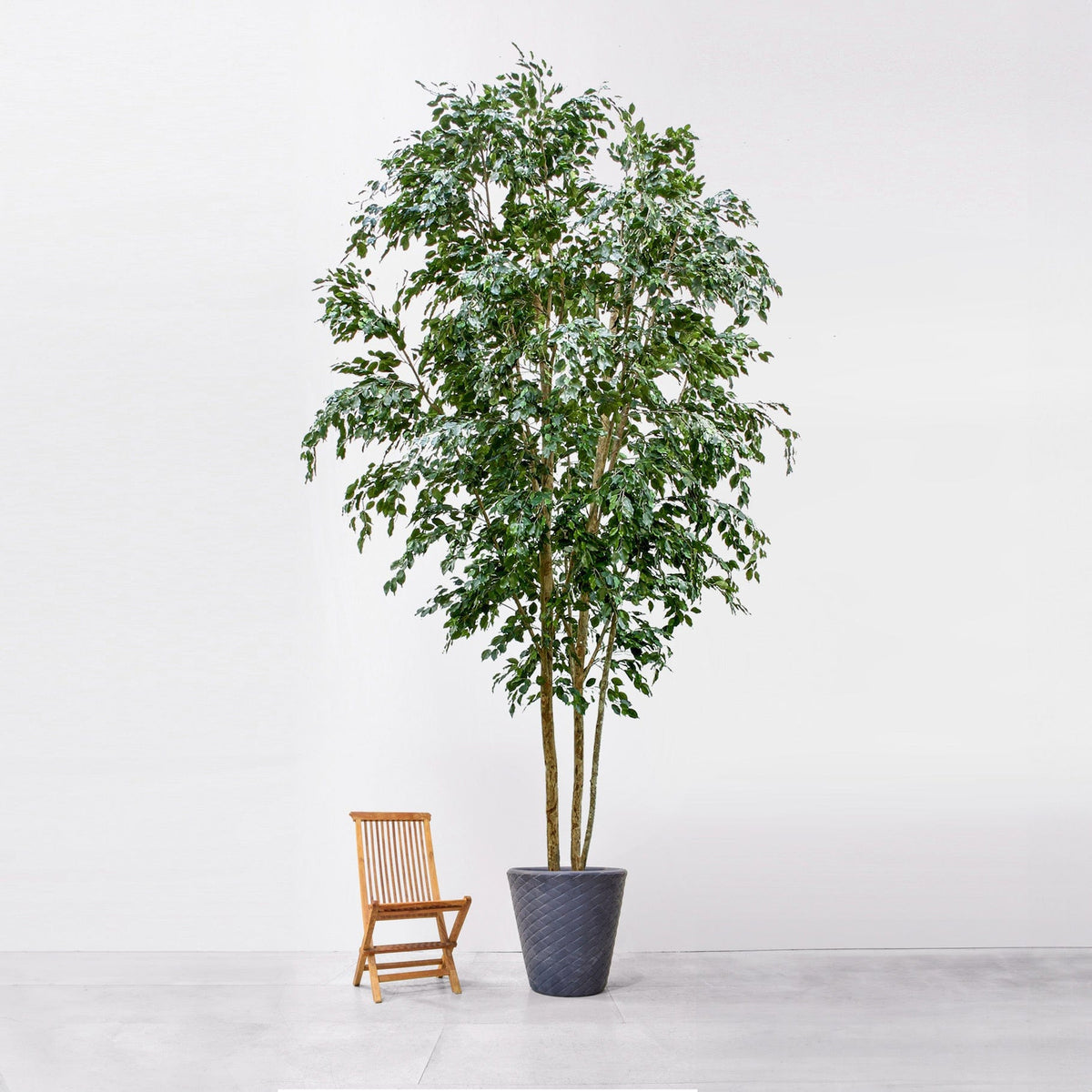 NTT Ficus KDP Exotica 500cm FR.