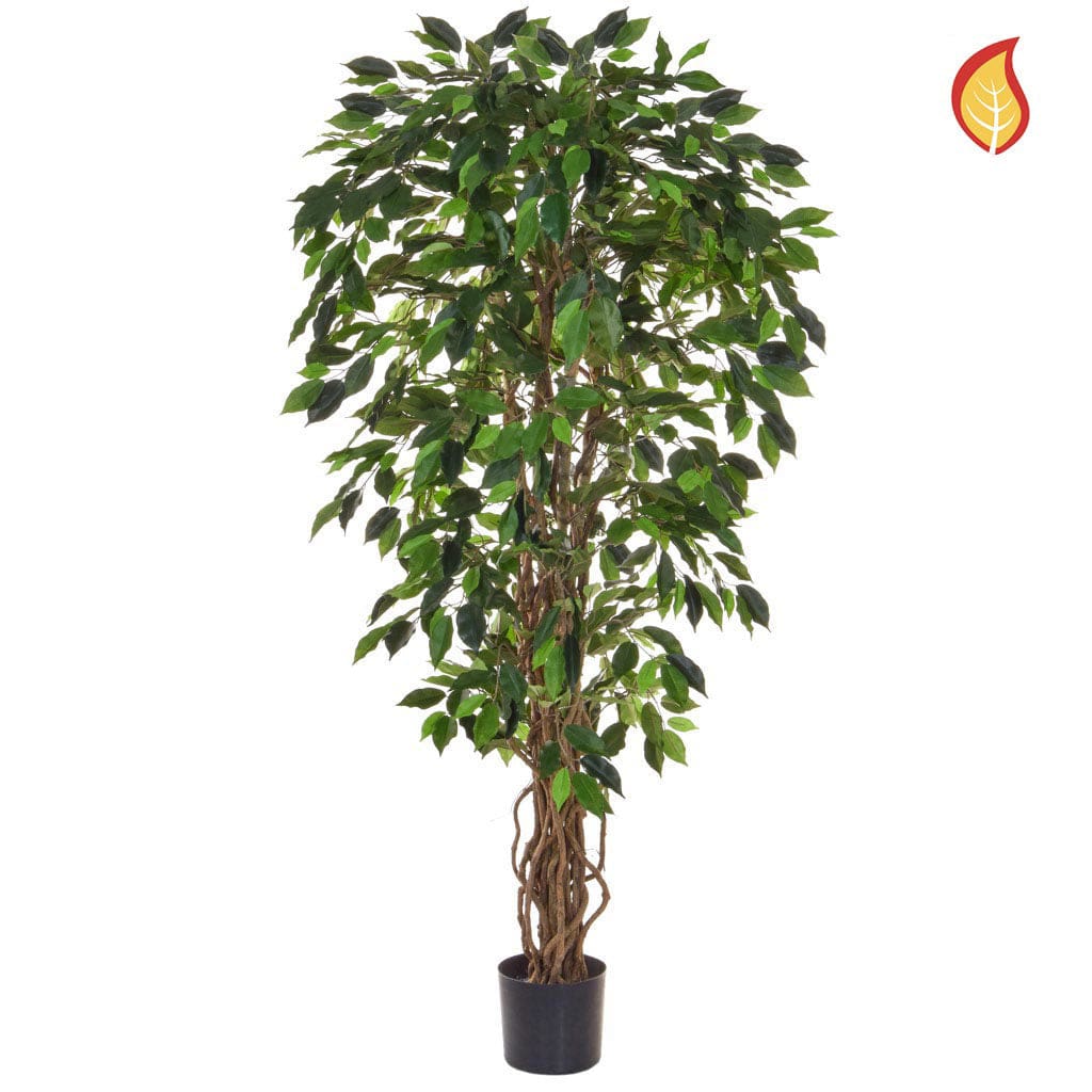 NTT Ficus Liana Green 120cm FR-S1.