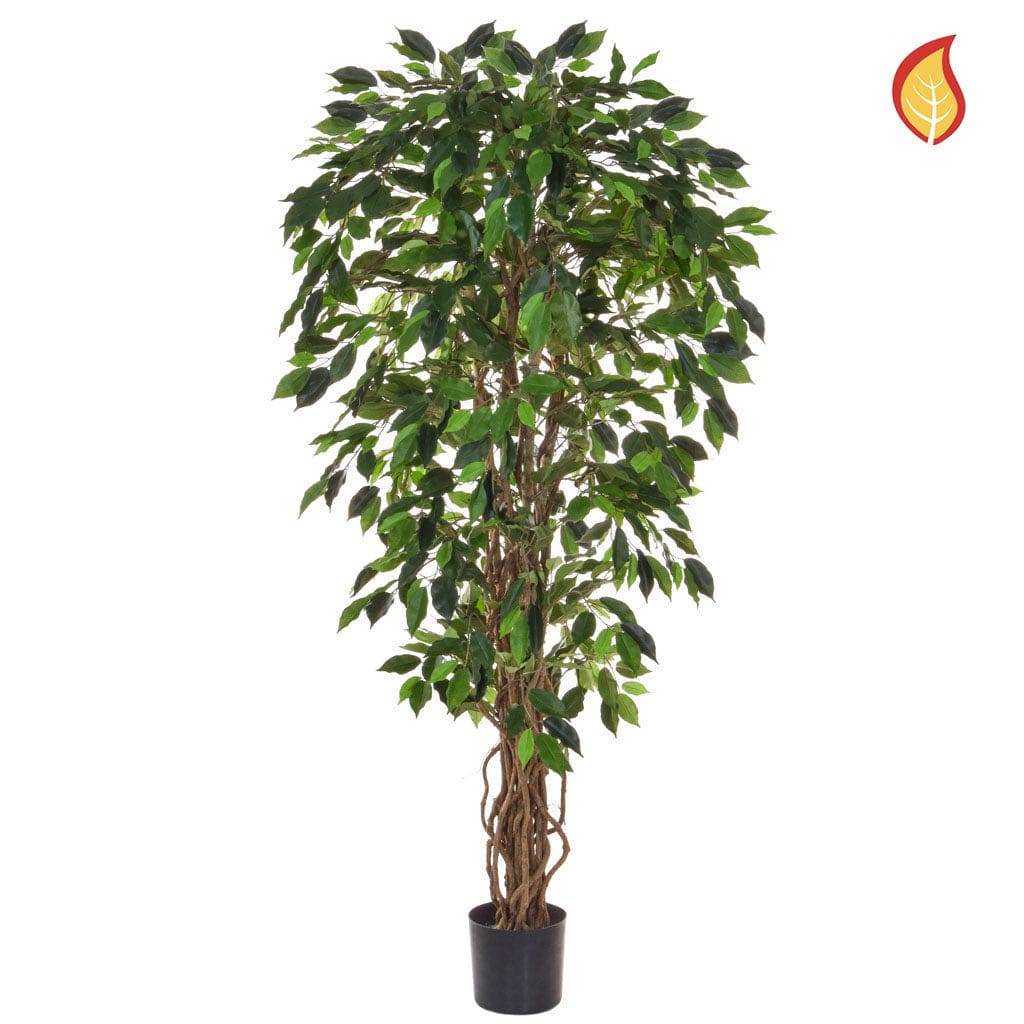 NTT Ficus Liana Green 150cm FR-S1.