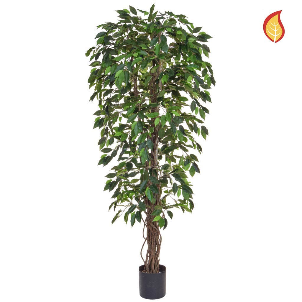 NTT Ficus Liana Green 180cm FR-S1.
