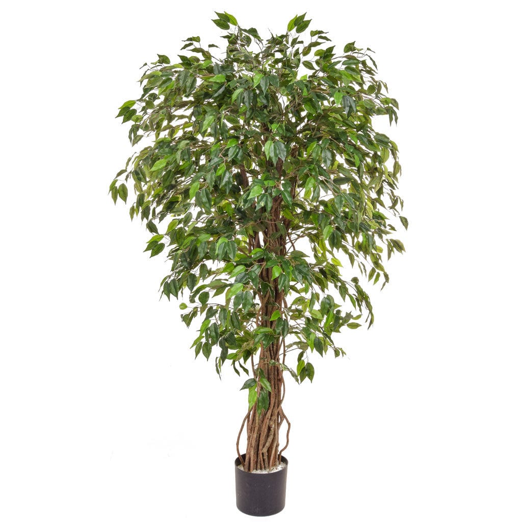 NTT Ficus Liana Green BA 150cm.
