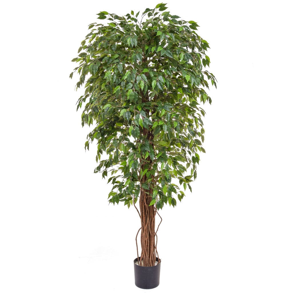 NTT Ficus Liana Green BA 180cm.