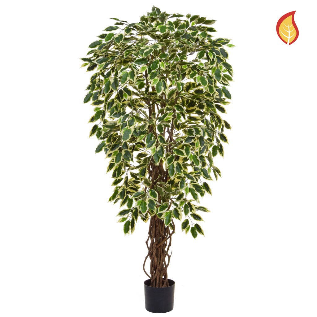 NTT Ficus Liana Variegated 150cm FR-S1.
