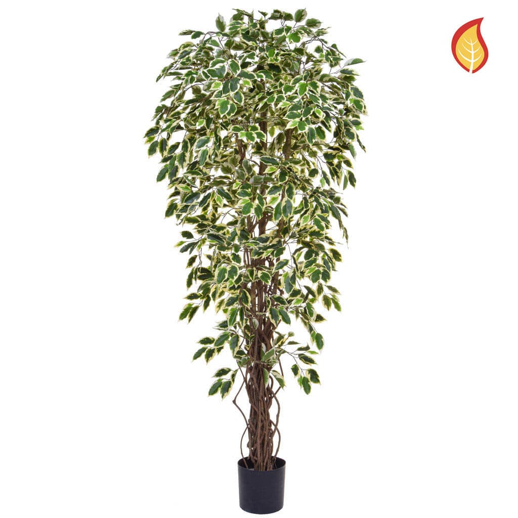 NTT Ficus Liana Variegated 180cm FR-S1.