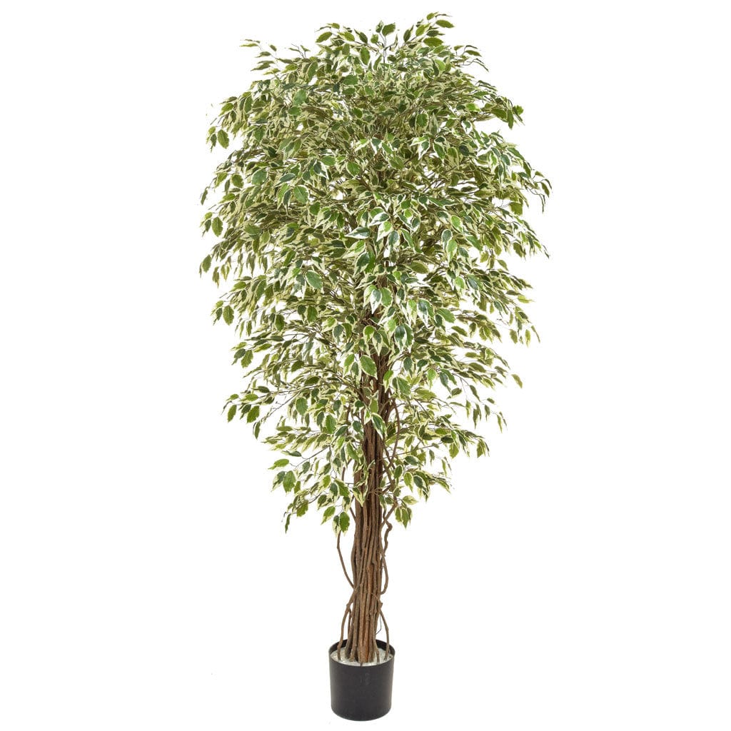 NTT Ficus Liana Variegated BA 180cm.