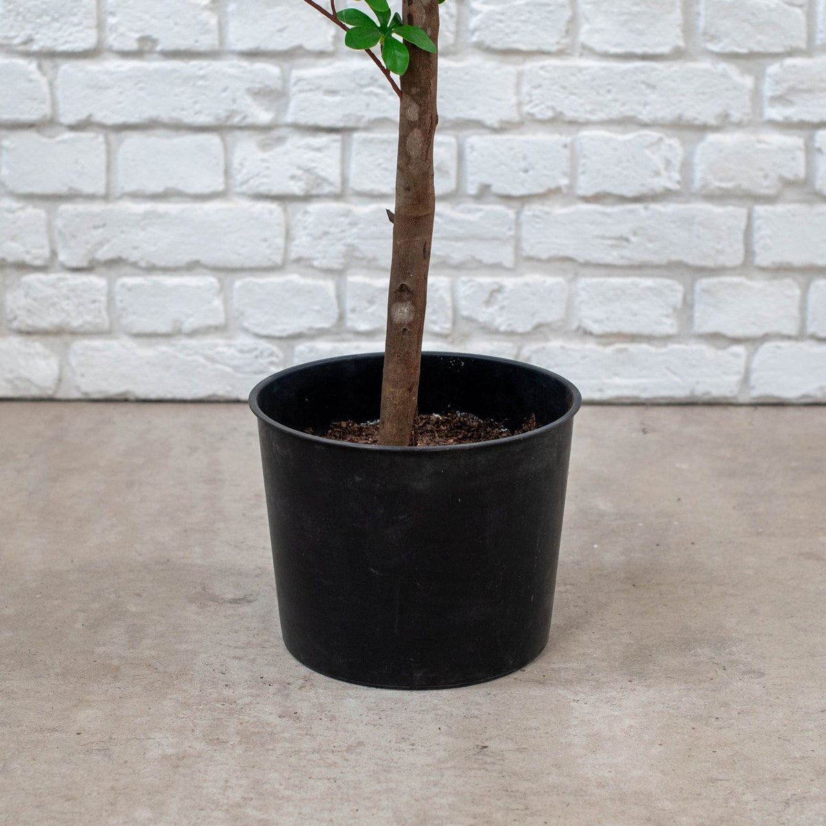 NTT Japanese Enkianthus 180cm FR.