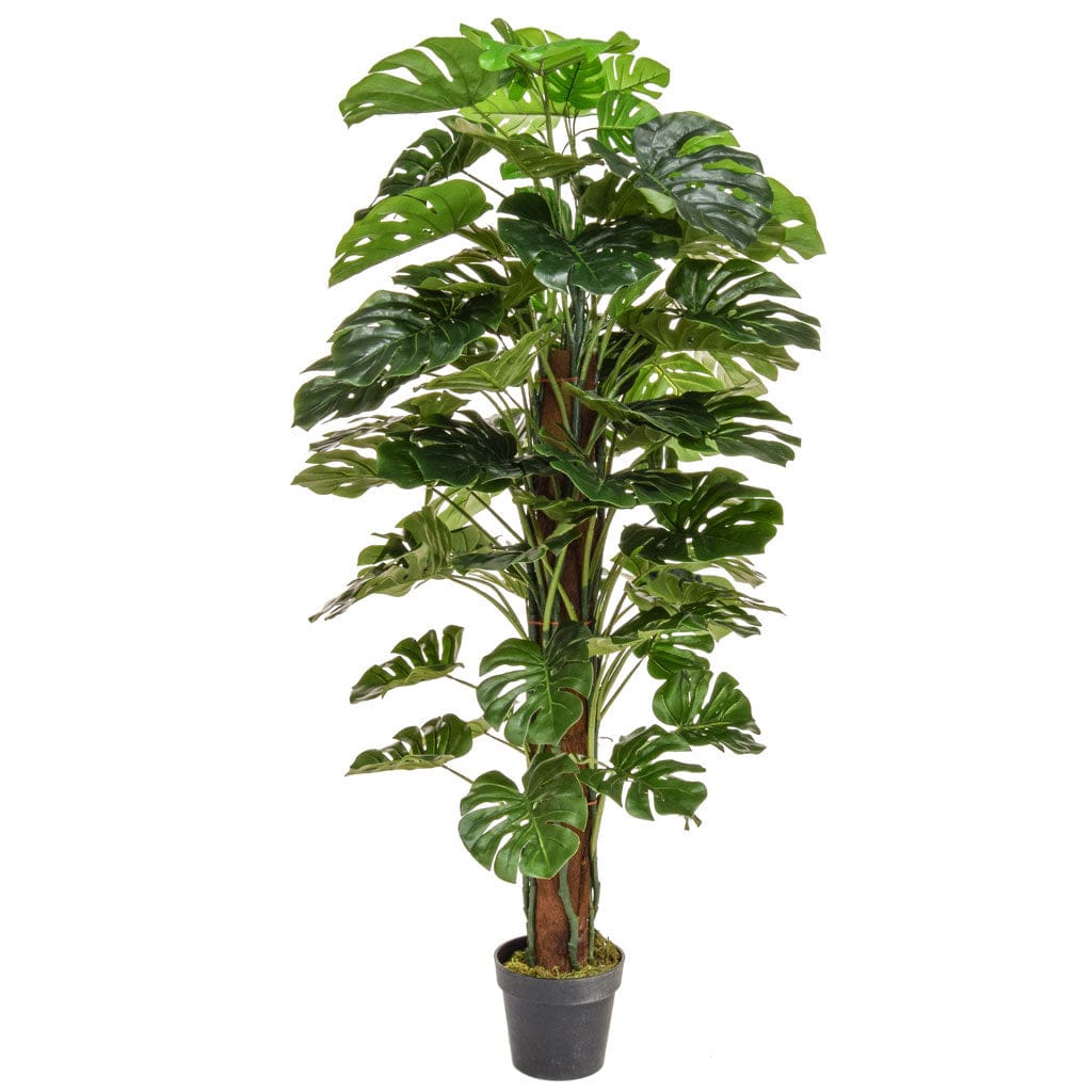 NTT Monstera 150cm BA.