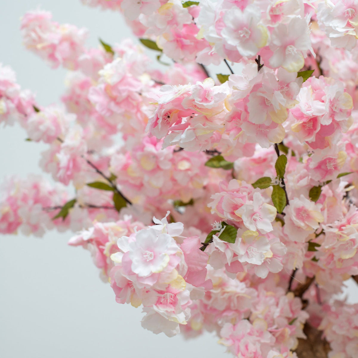 NTT Natural Coffee Stem Cherry Tree 200cm FR.