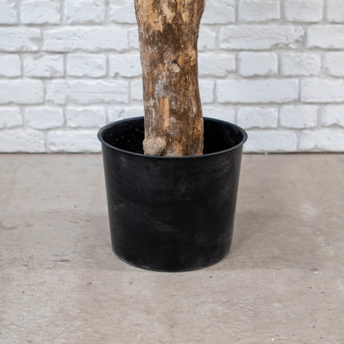 NTT Natural Coffee Stem Cherry Tree 200cm FR.