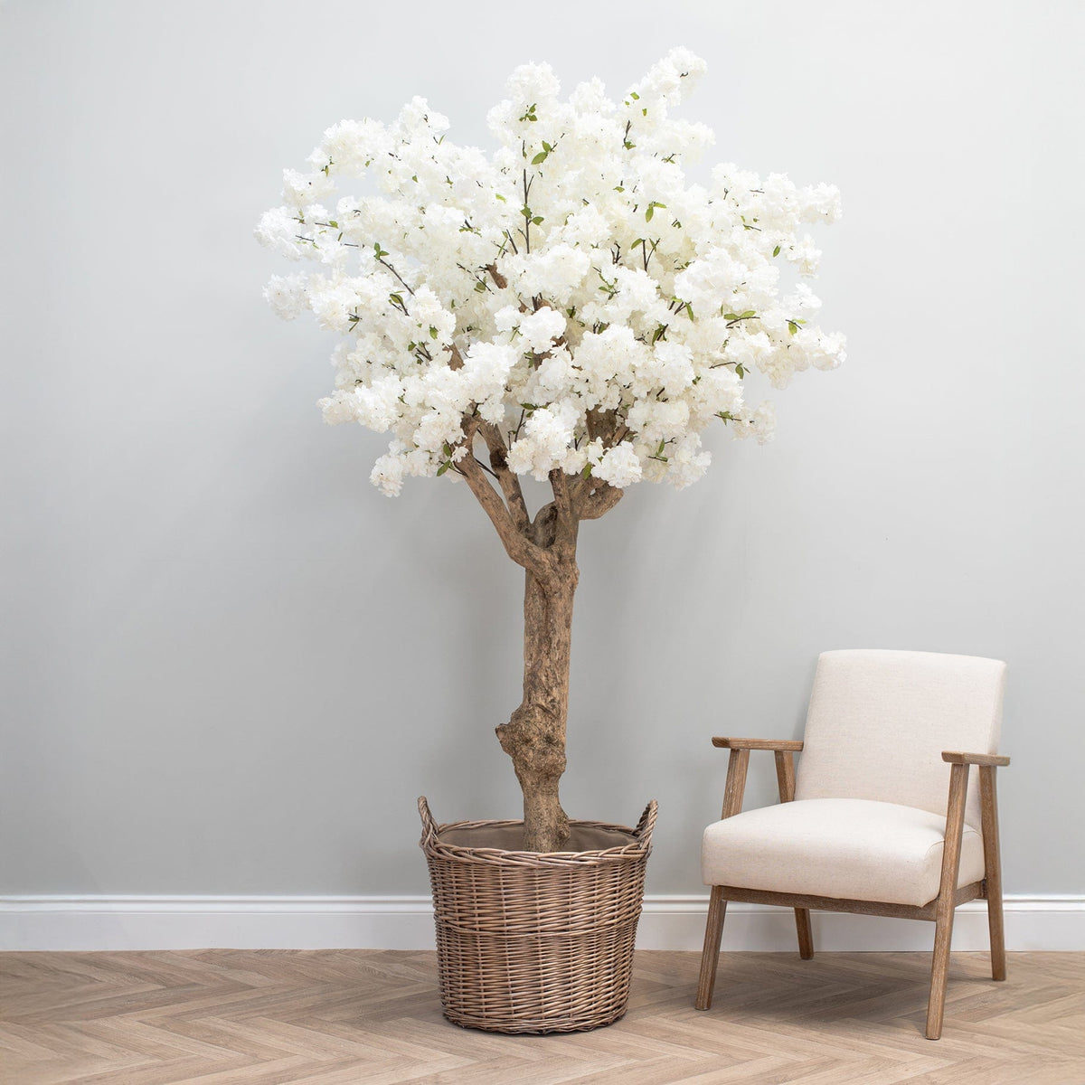 NTT Natural Coffee Stem Cherry Tree 200cm.