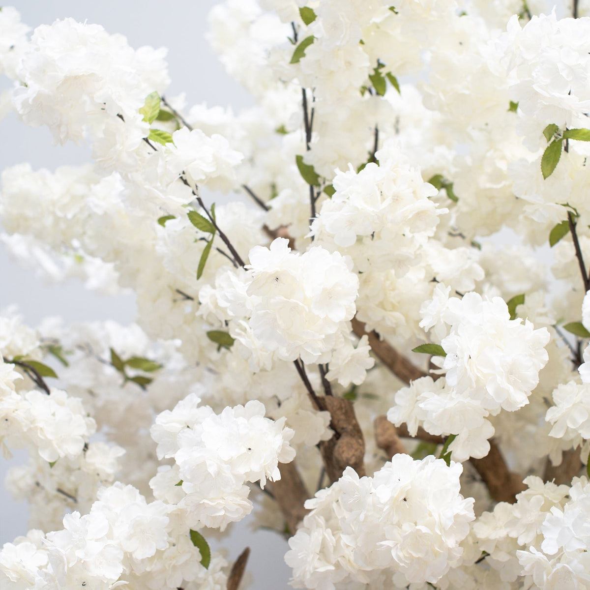 NTT Natural Coffee Stem Cherry Tree 200cm.