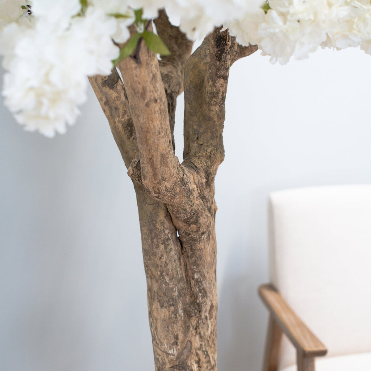 NTT Natural Coffee Stem Cherry Tree 200cm.