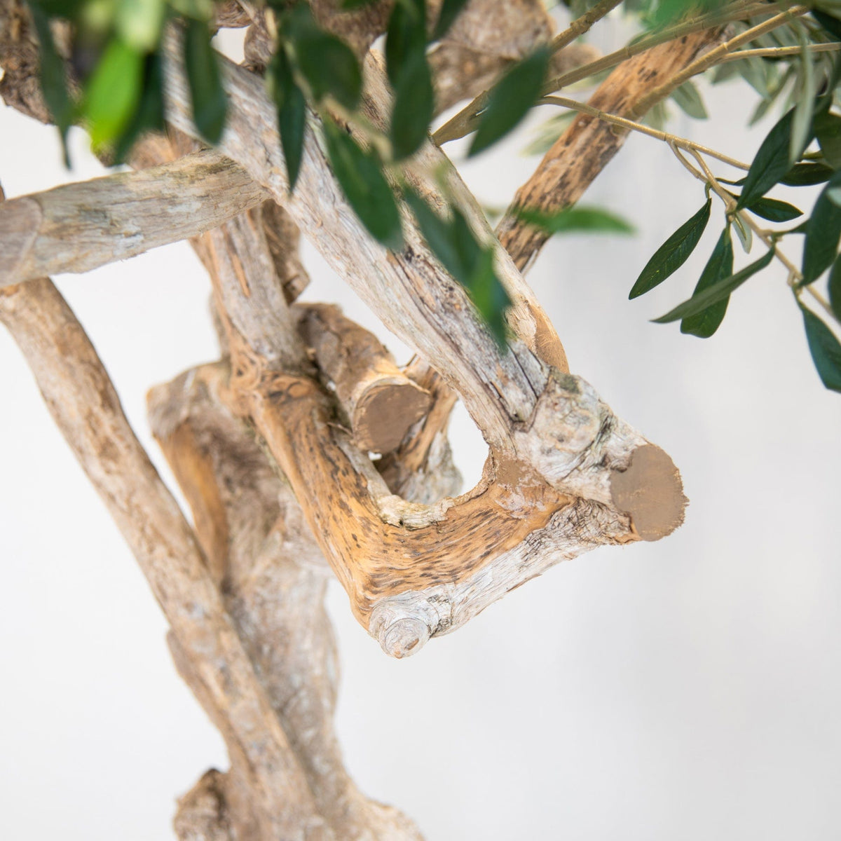 NTT Natural Coffee Stem Olive Tree 200cm FR.