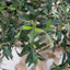 NTT Natural Coffee Stem Olive Tree 200cm FR.
