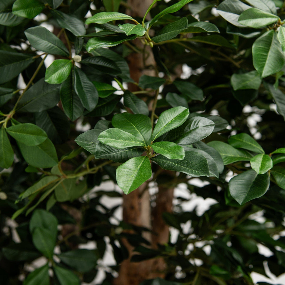 NTT Natural Multi Trunk Black Olive 200cm.