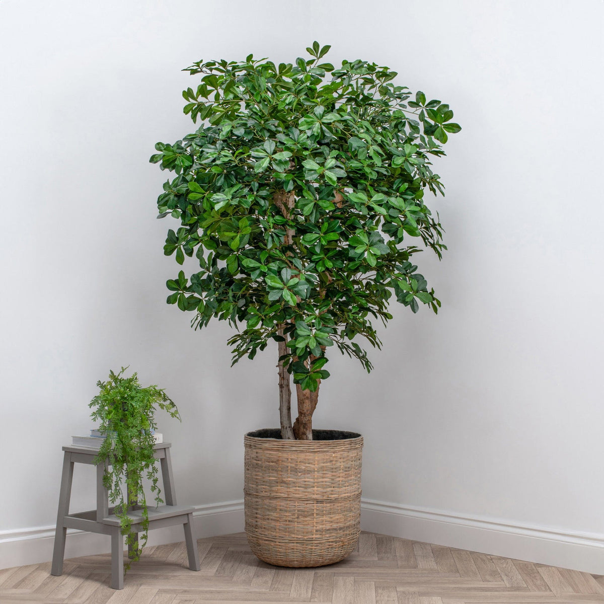 NTT Natural Multi Trunk Black Olive 200cm.