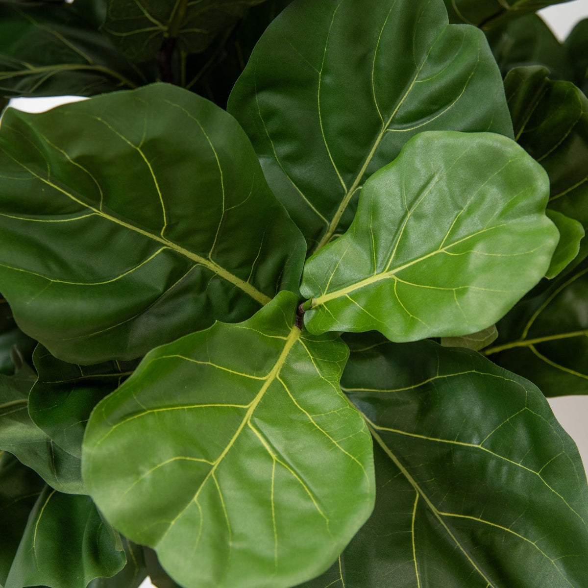 NTT Natural Trunk Fiddle Tree 220cm FR.