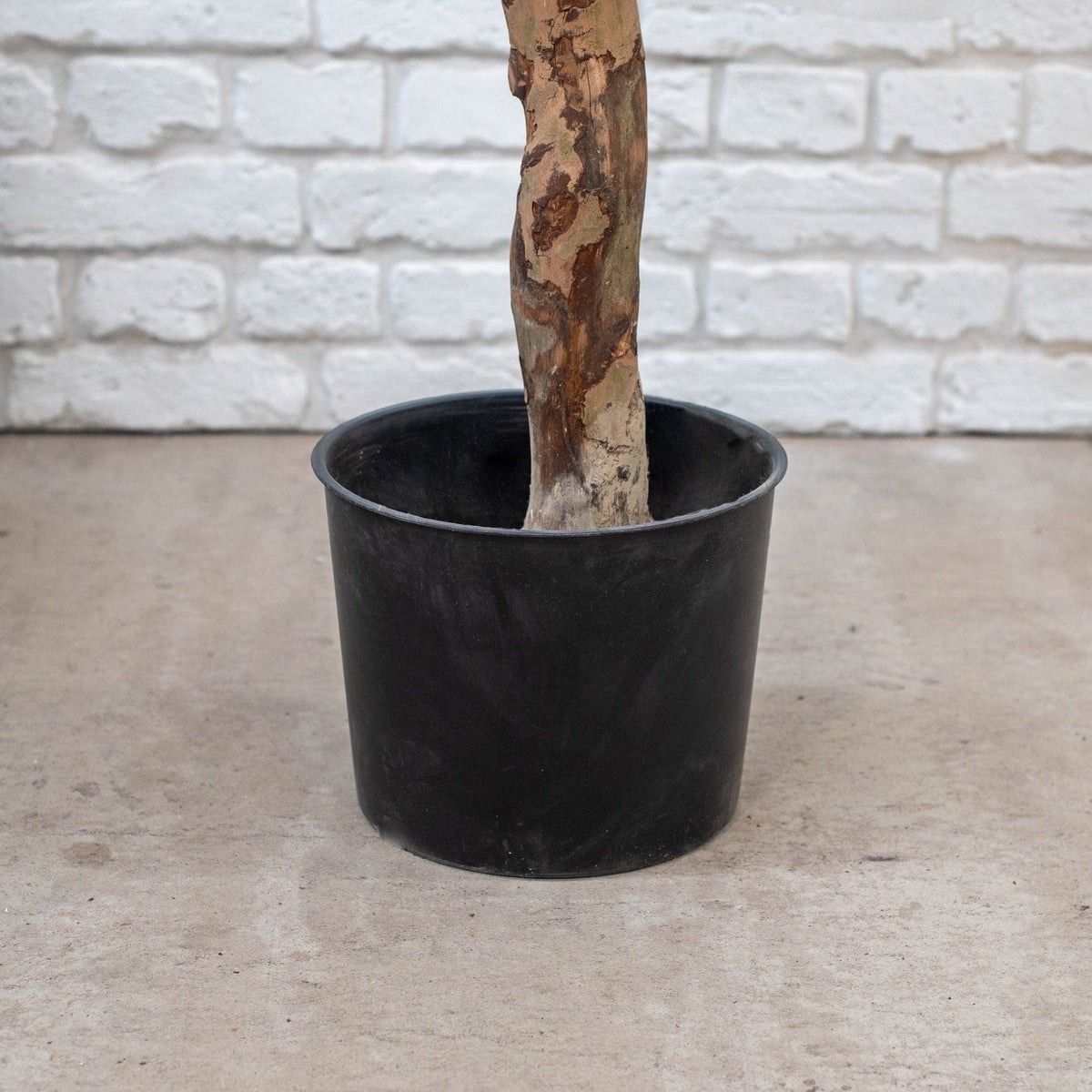 NTT Natural Trunk Olive tree 210cm FR.