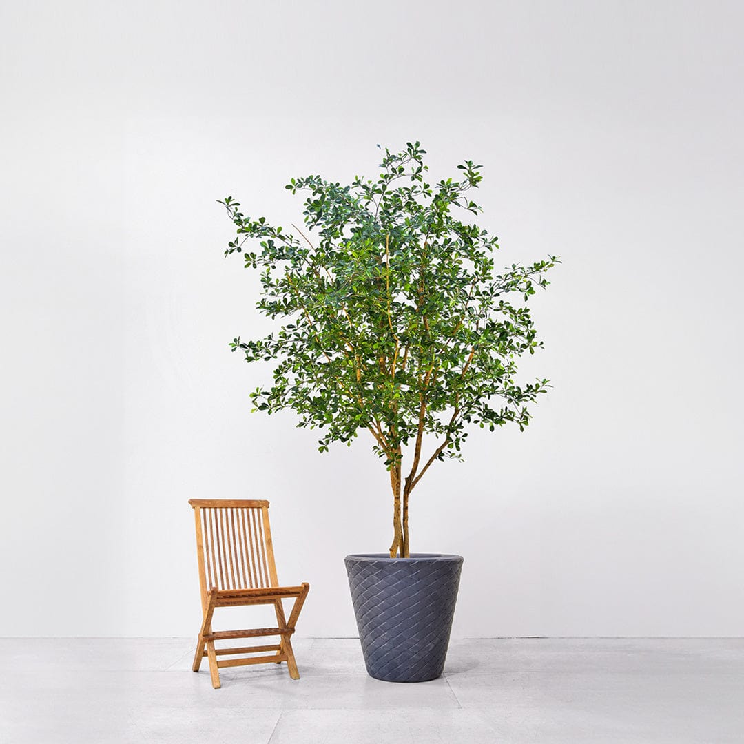 NTT Olive Oriental KDP 300cm FR-S1.