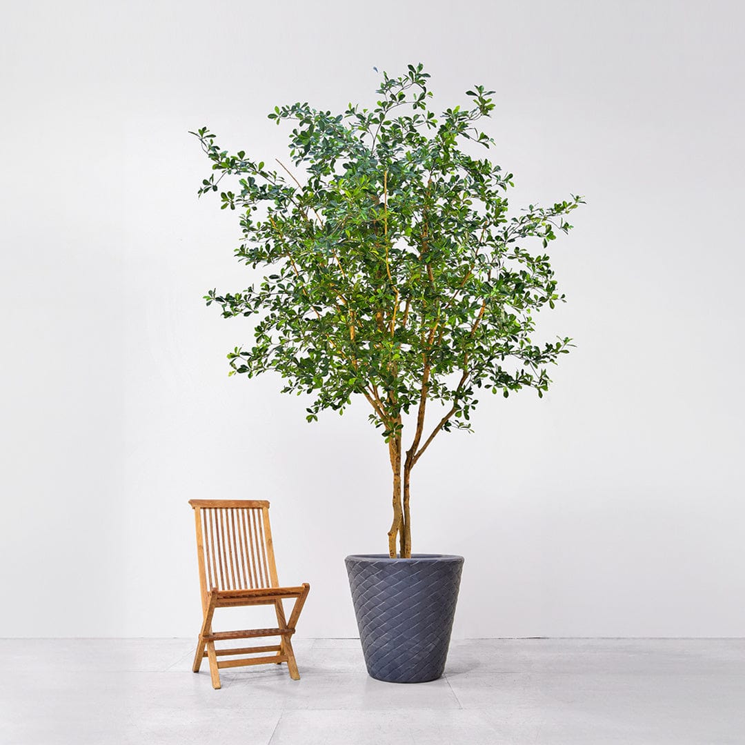 NTT Olive Oriental KDP 400cm FR-S1.