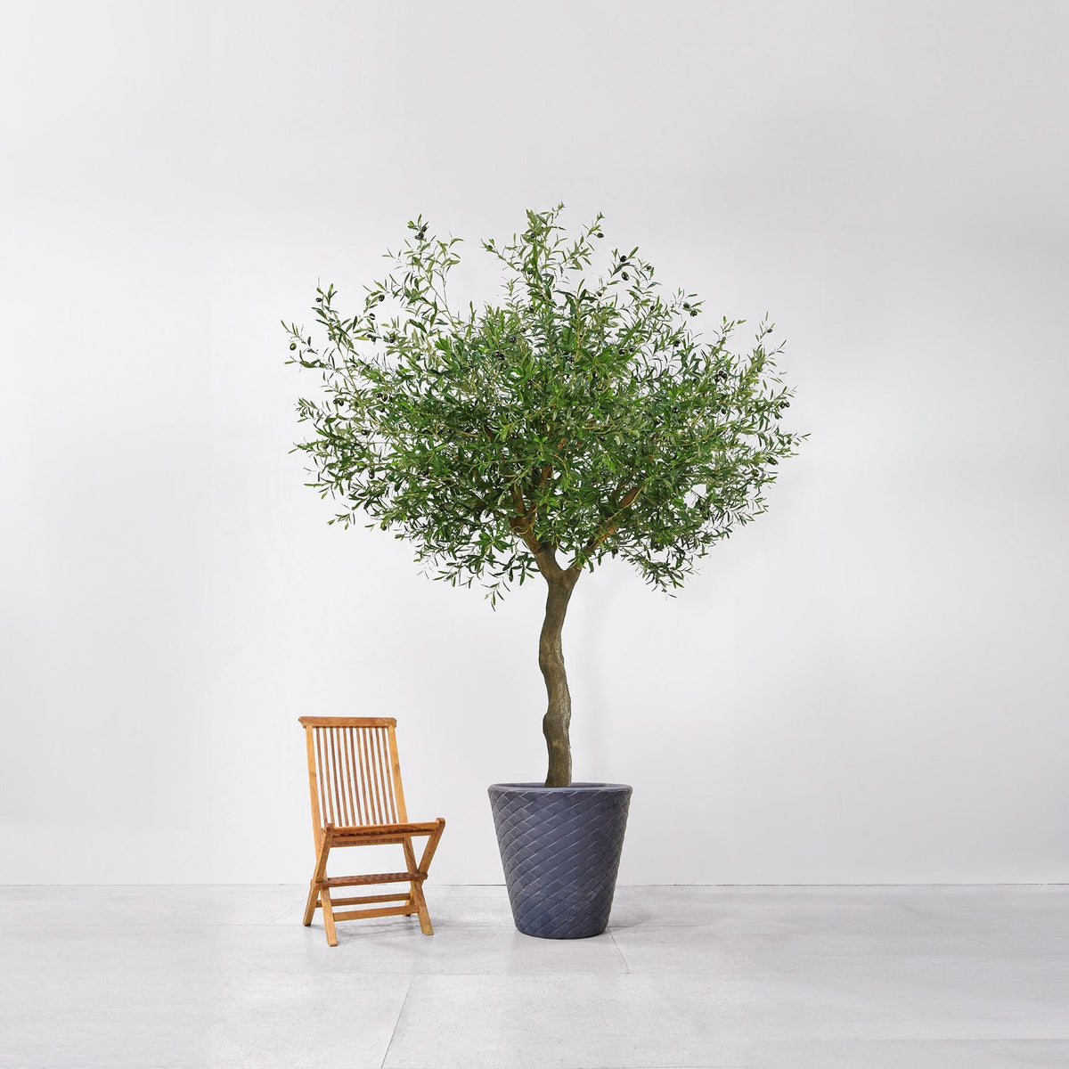 NTT Olive Tree 230cm FR-S1.