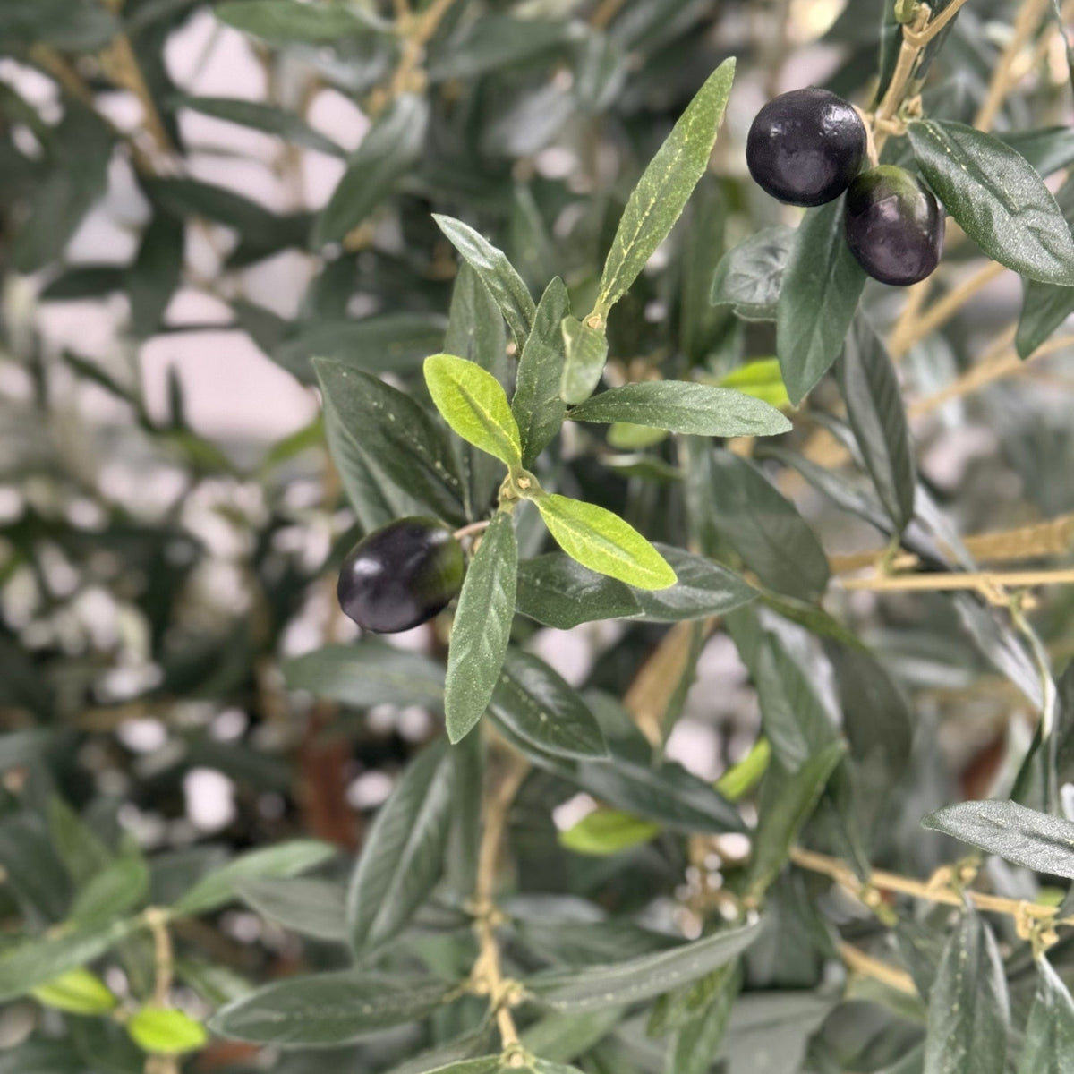 NTT Olive Tree 230cm FR-S1.