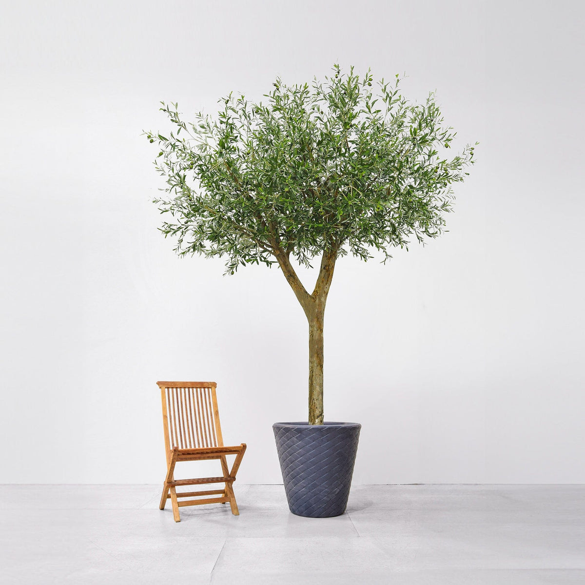 NTT Olive Tree 300cm FR-S1.