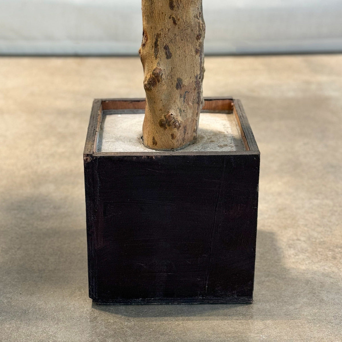 NTT Olive Tree 300cm FR-S1.