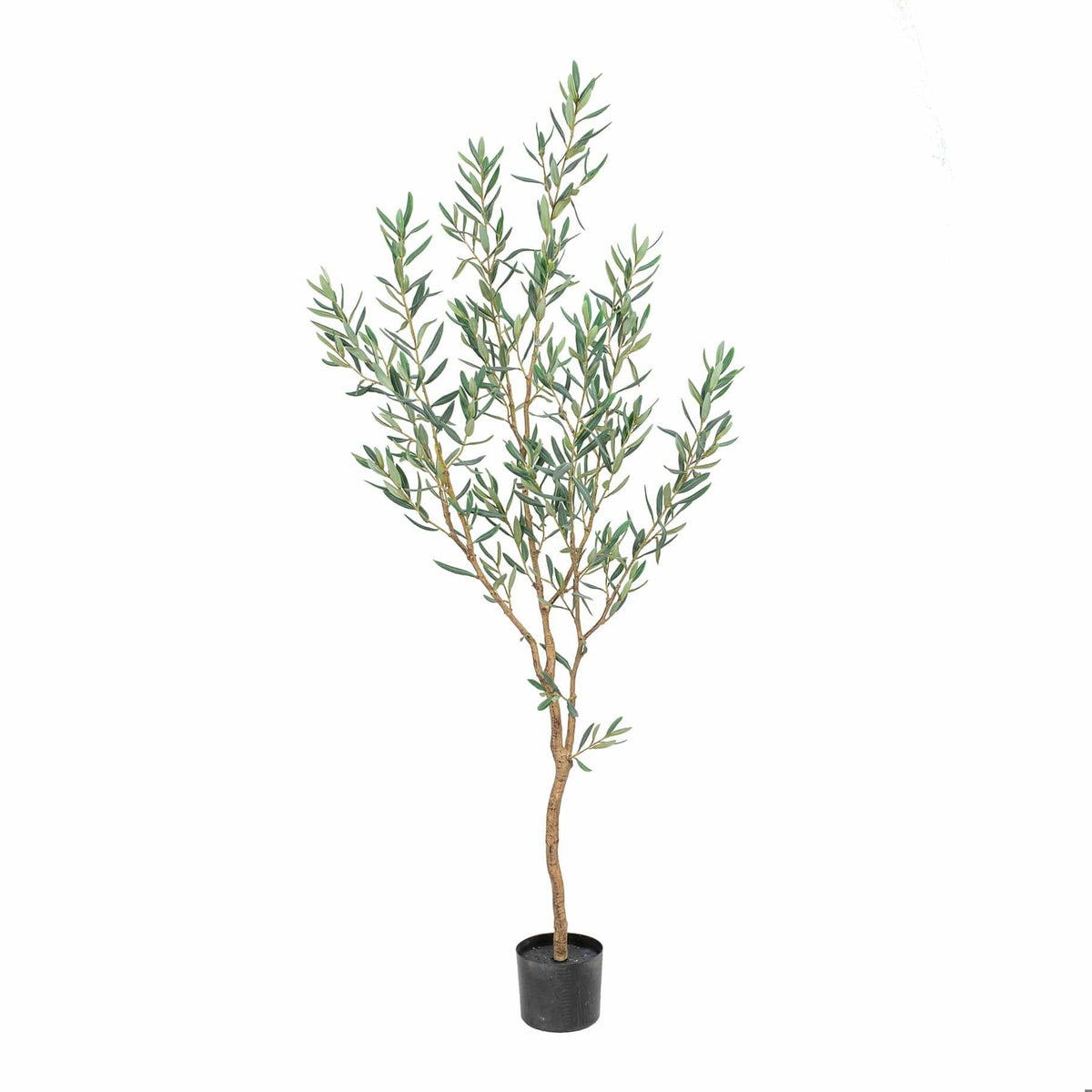 NTT Olive Tree GB 167cm.