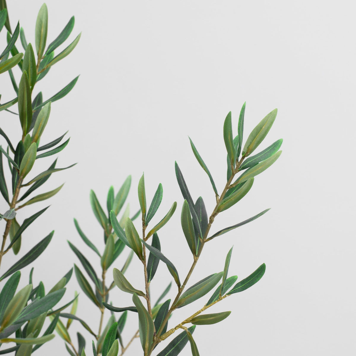 NTT Olive Tree GB 167cm.