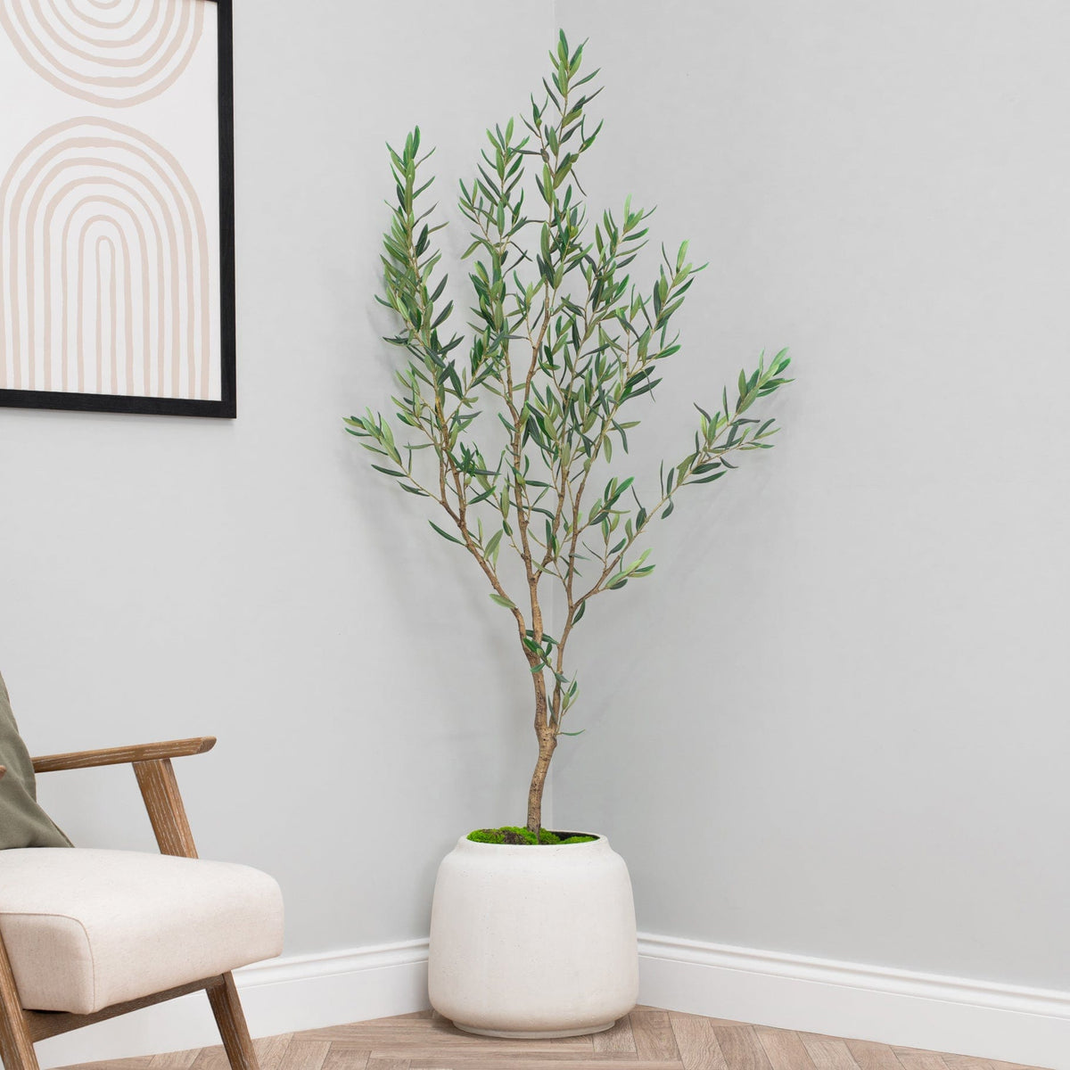 NTT Olive Tree GB 167cm.