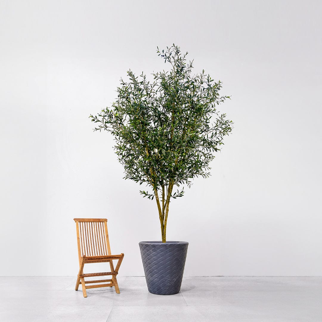 NTT Olive with Fruit KDP 300cm FR-S1.