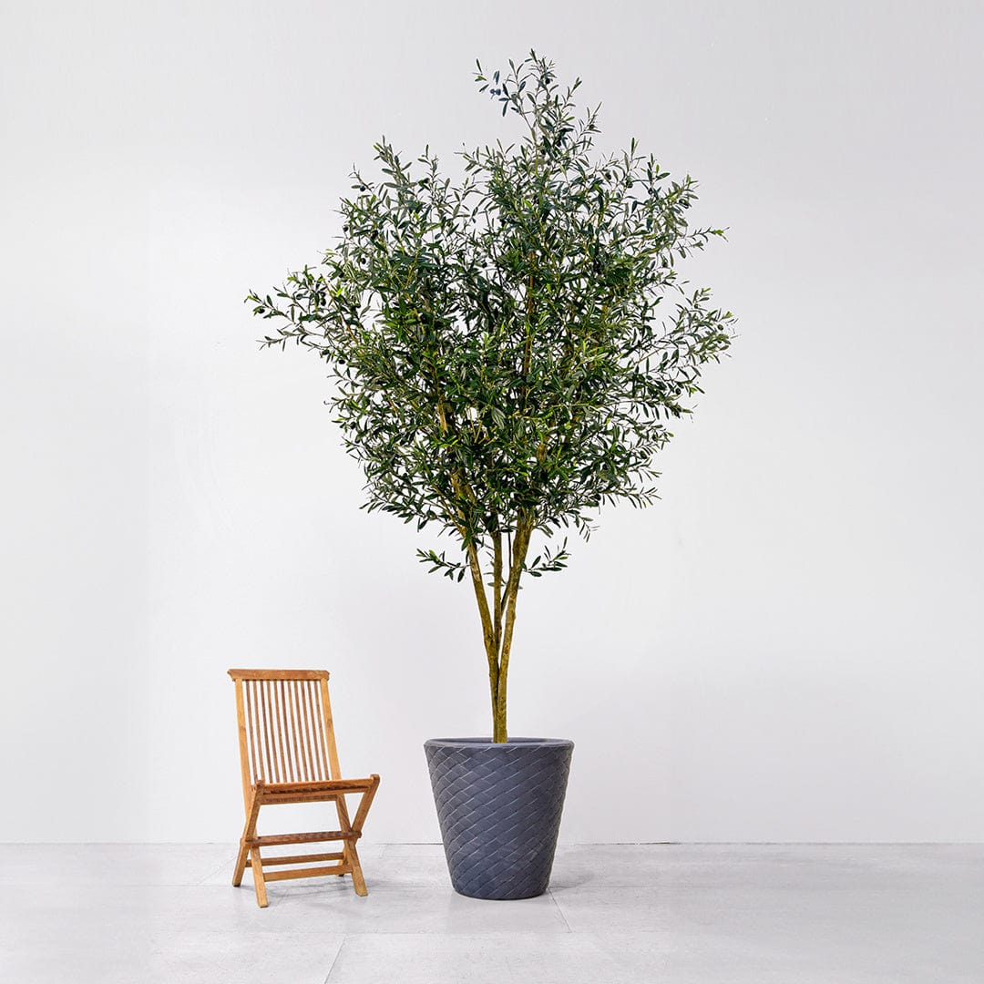 NTT Olive with Fruit KDP 400cm FR-S1.