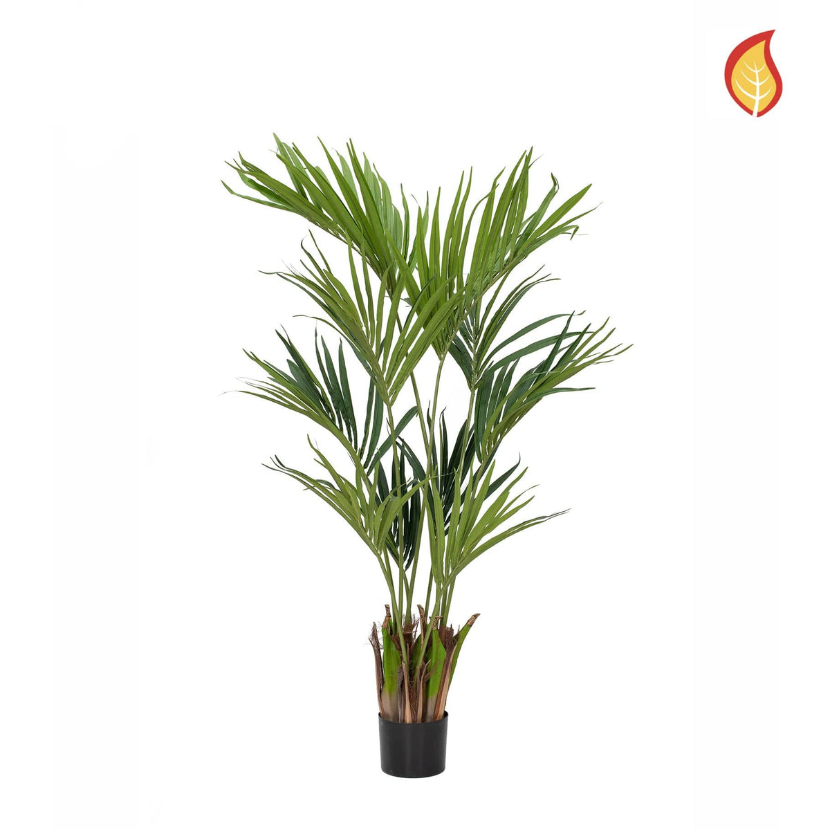NTT Palm Kentia 150cm FR-S10.