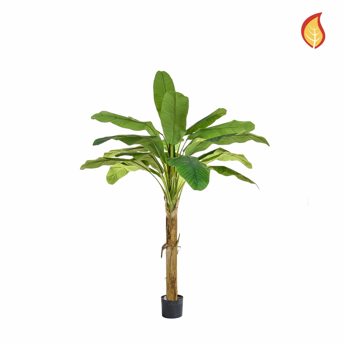 Palm Banana 105cm FR-S1.