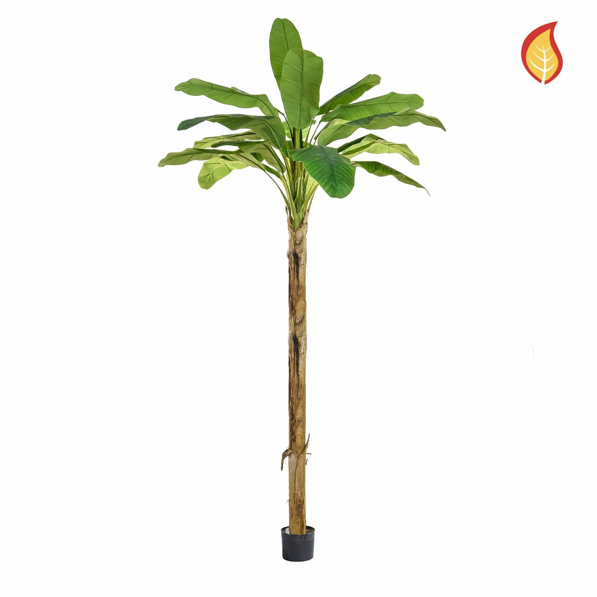 Palm Banana 240cm FR-S1.