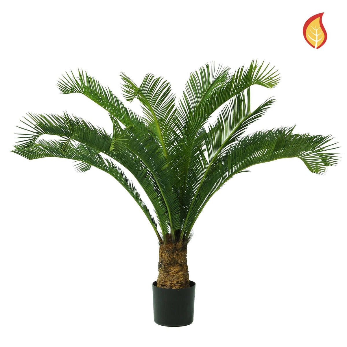 Palm Cycus DB 95cm FR.