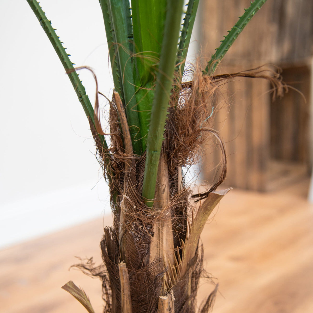 Palm Grandis 120cm FR-S1.