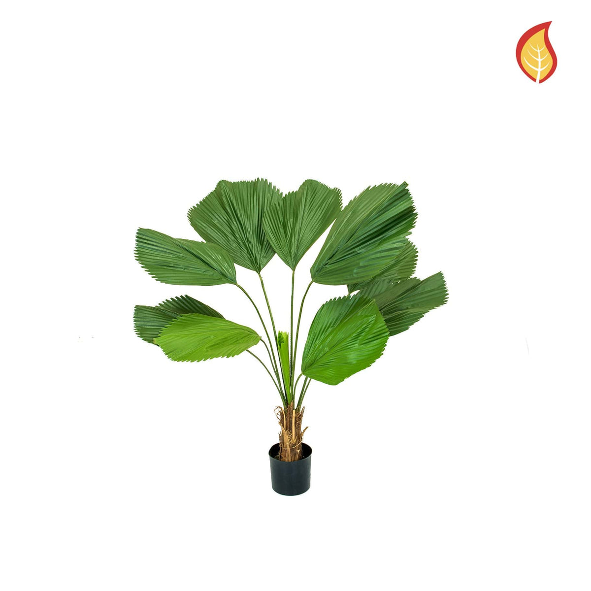 Palm Grandis 120cm FR-S1.