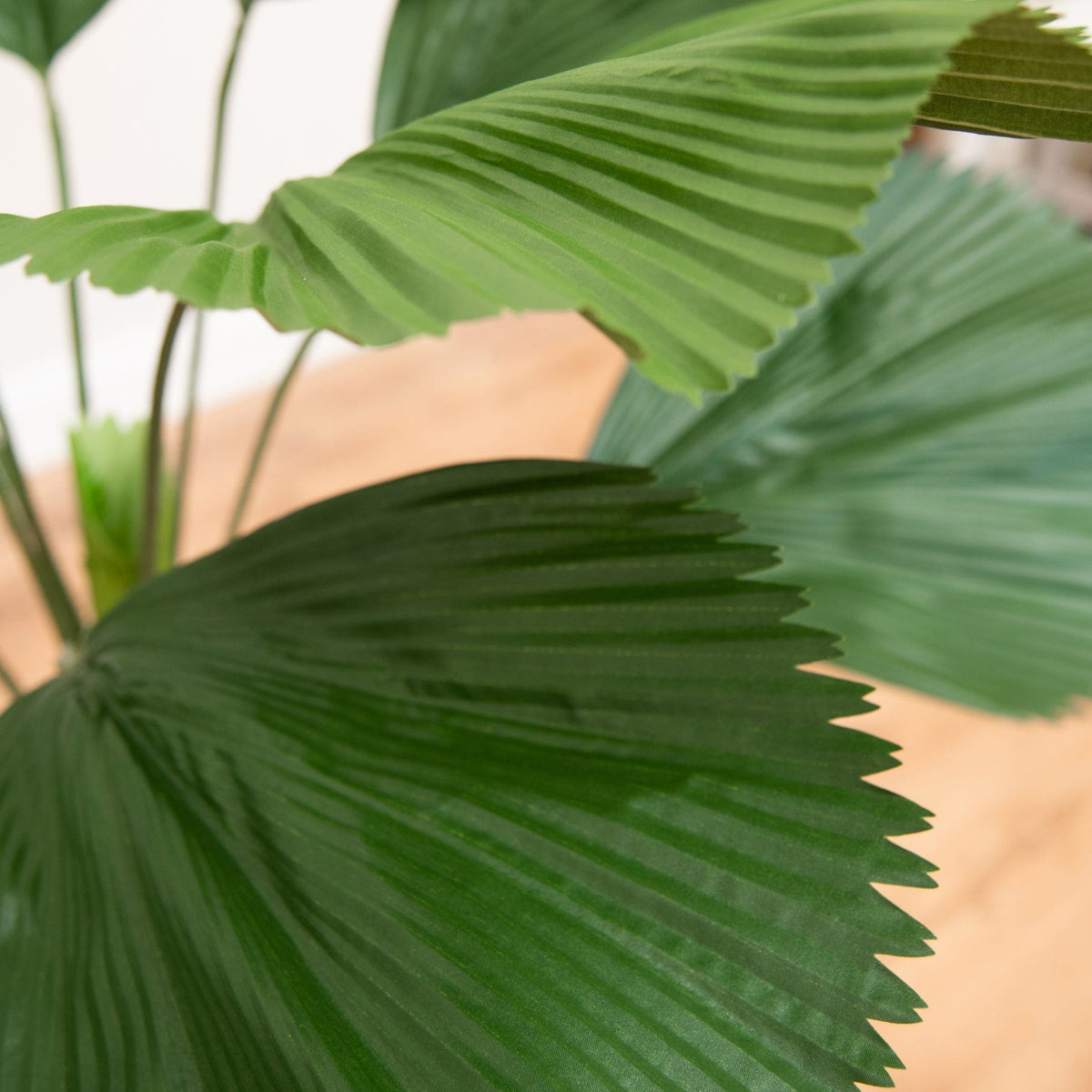 Palm Grandis 140cm FR-S1.