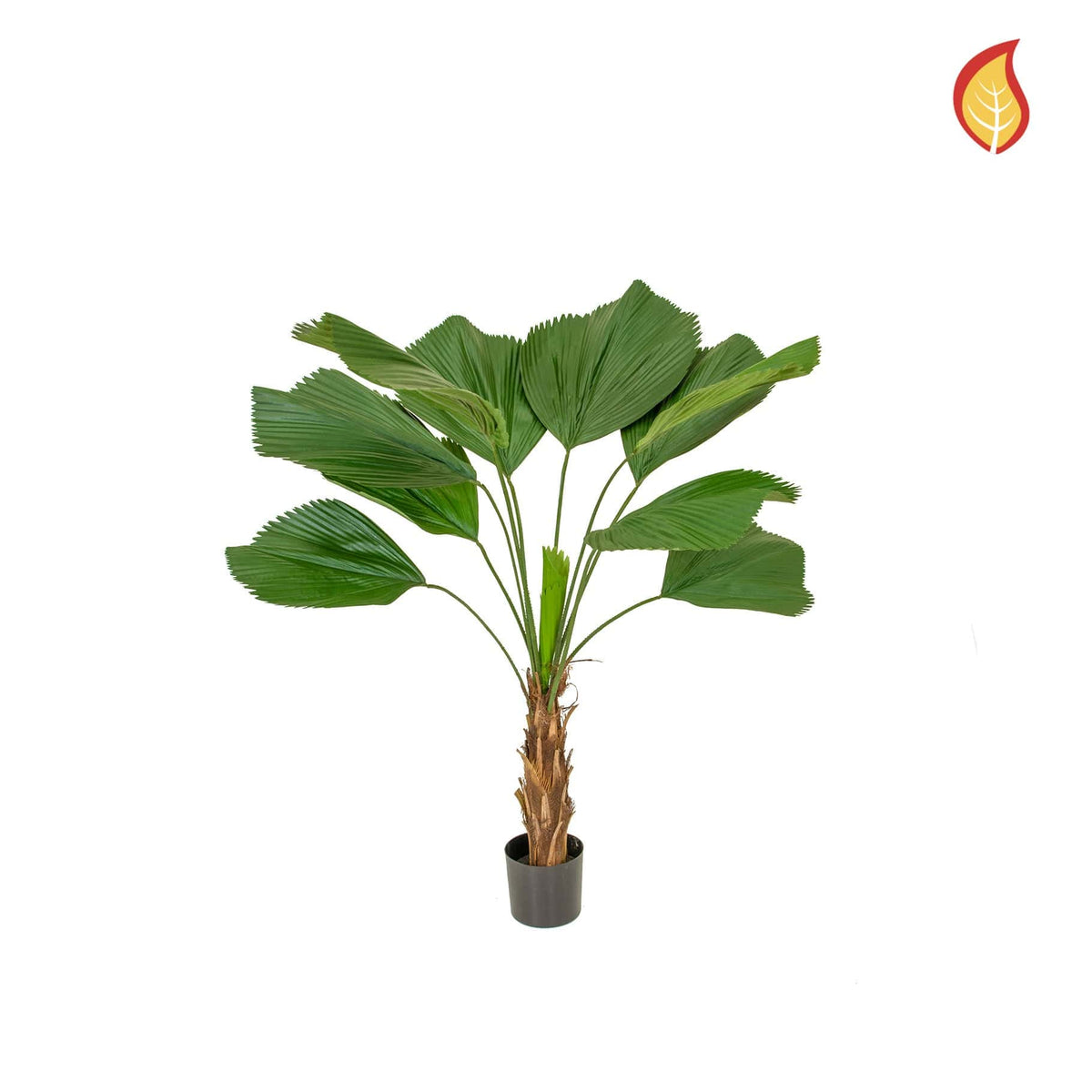 Palm Grandis 140cm FR-S1.