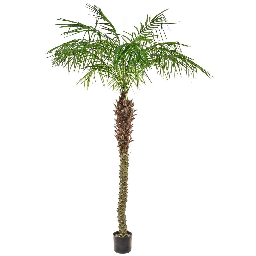 Palm Phoenix YF 240cm.