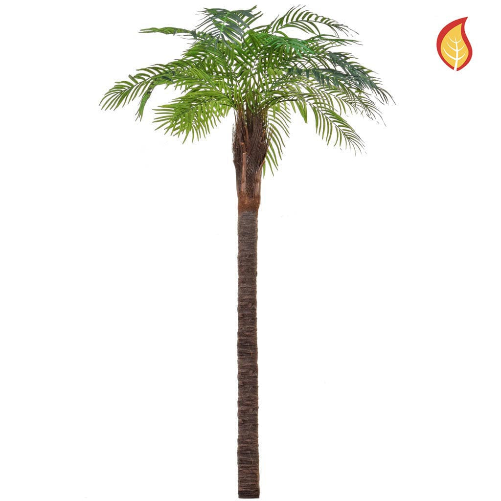 Palm Robellini 180cm FR.