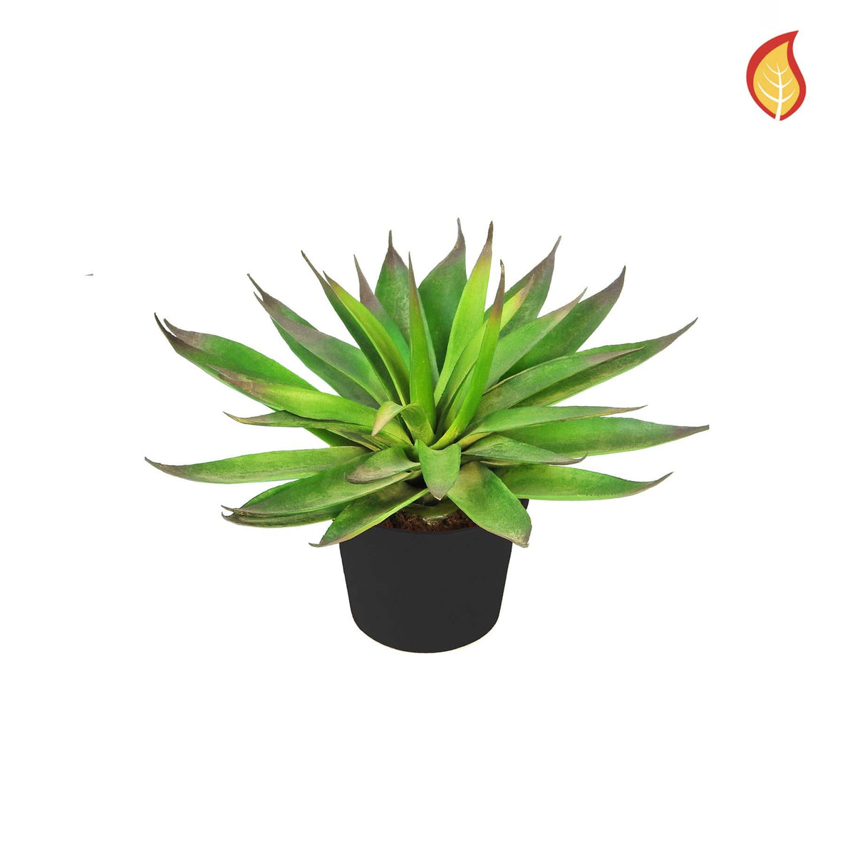 Plants Agave Potted 20cm FR-S1.