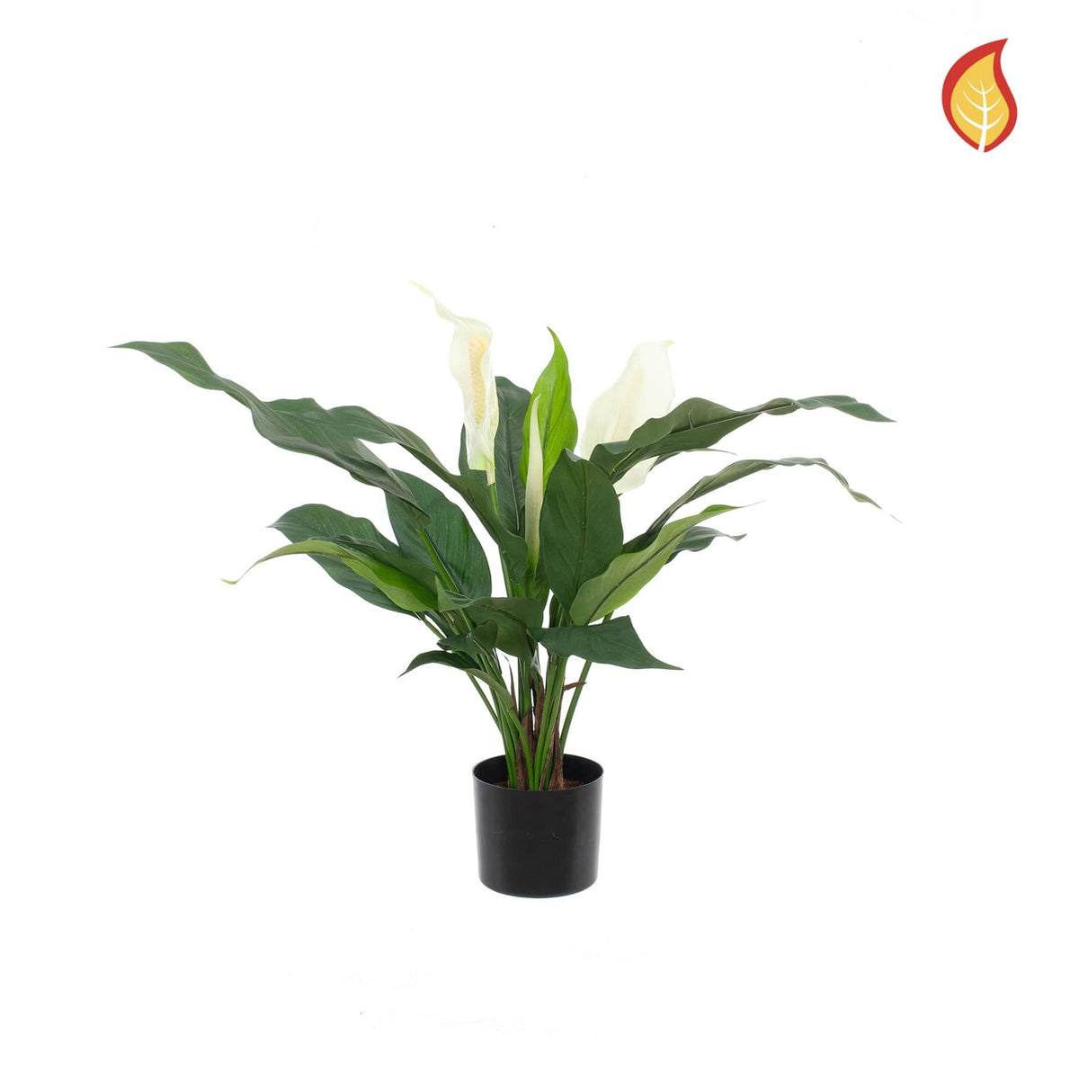 Plants Spathiphyllum 53cm FR-S1.