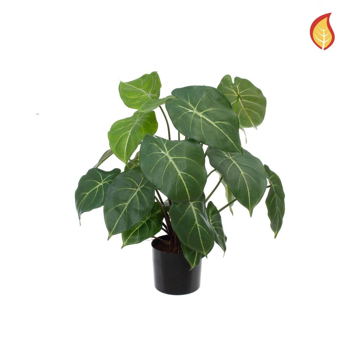 Plants Syngonium Podophyllum 58cm FR-S1.